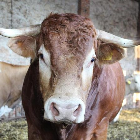 Fattoria Agriturismo Bigongiari Lucca Ngoại thất bức ảnh