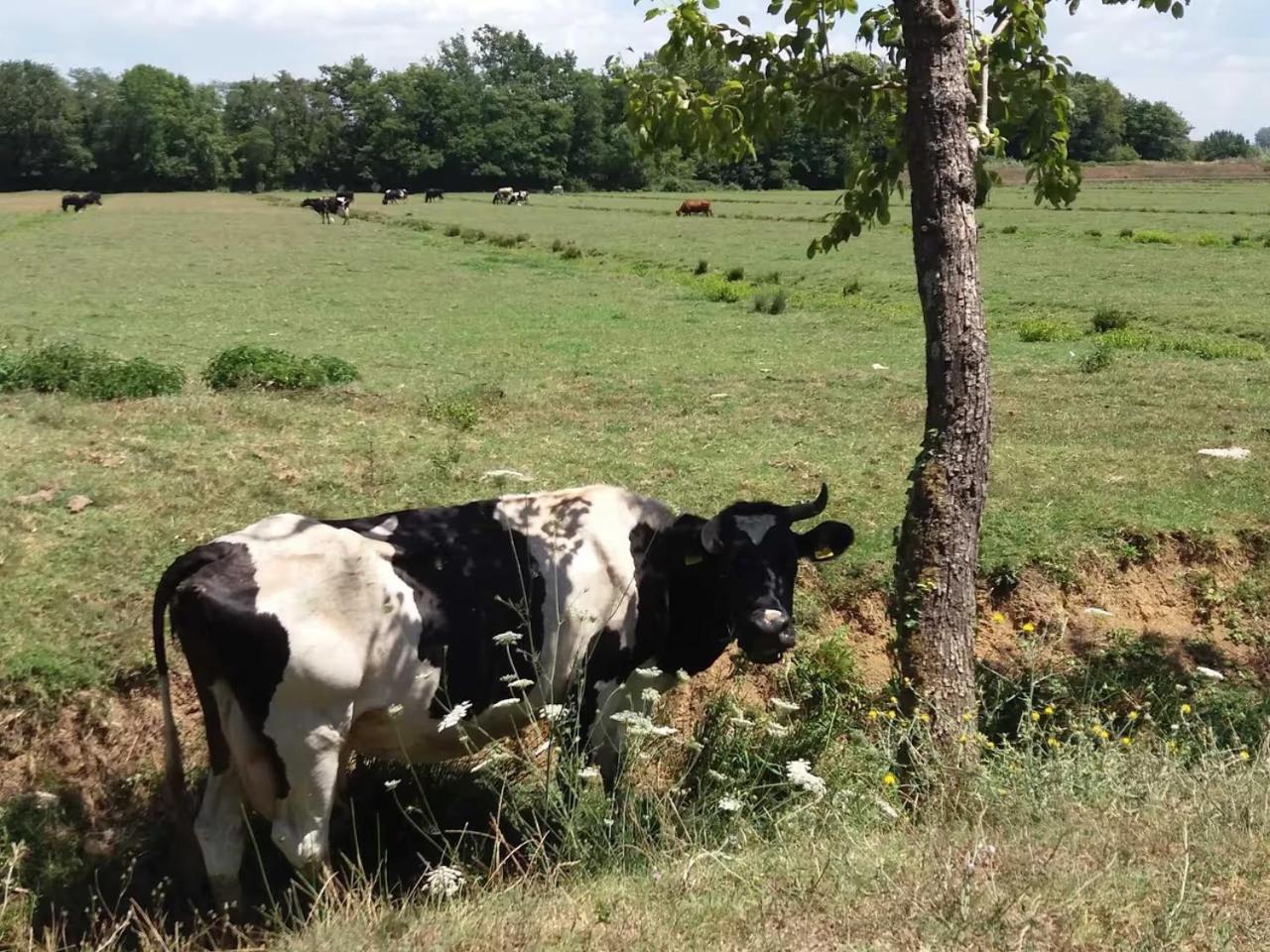 Fattoria Agriturismo Bigongiari Lucca Ngoại thất bức ảnh