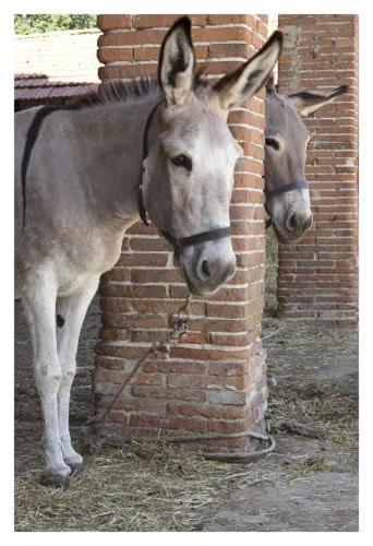 Fattoria Agriturismo Bigongiari Lucca Ngoại thất bức ảnh