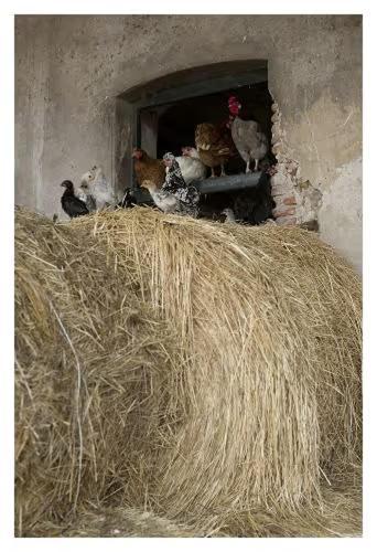 Fattoria Agriturismo Bigongiari Lucca Ngoại thất bức ảnh