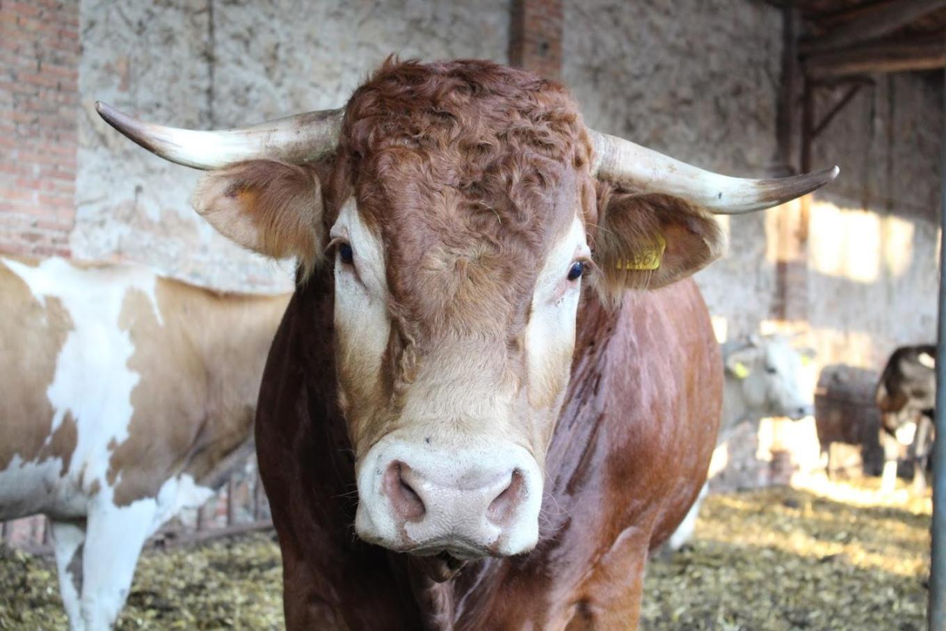 Fattoria Agriturismo Bigongiari Lucca Ngoại thất bức ảnh