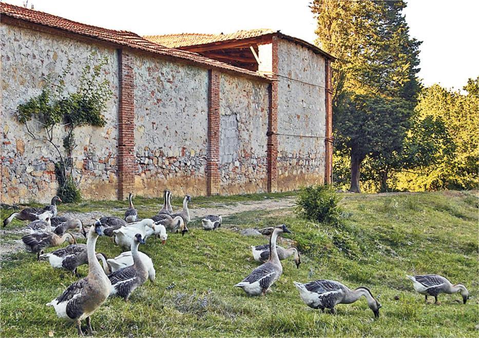 Fattoria Agriturismo Bigongiari Lucca Ngoại thất bức ảnh